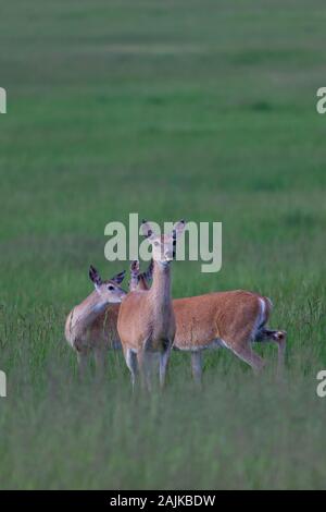 Drei weibliche Rehe grasen, aber Warnung in einem Feld in den späten Nachmittag. Stockfoto