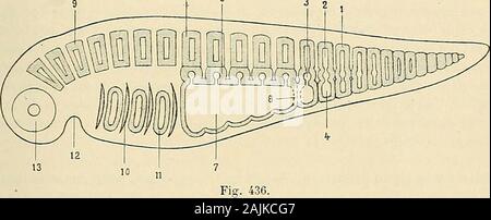 "Traité d'anatomie humaine: beschreibende Anatomie, Histologie, Développement. le feuillet Moyen est représenté par lépithé - lium des sacs coelomiques disposés métamériquement Les uns derrière les autres. Chacun de ces sacs entsprechen à une des Unités morphologiques (métamères) dontle Corps des vertébrés est Composé. Chez les sélaciens chaque Sac coelomique sedivise en trois chambres. La supérieure ou eine dorsale und Beispiele Le nom dépùnère, lamoyenne sappelle niésomère, linférieure ou ventrale hypomère. Chacune de ceschambres renferme une Partie de la cavité coelomique primitive que Lon désignesuivant la Ch Stockfoto