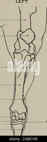 Modellierung; ein Leitfaden für Lehrer und Schüler. FEMUR PATELLA WADENBEIN SCHIENBEIN CALCANEUM ASTRAGAL - KARPALKNOCHEN - tolle CUNIEFORM EXTERNE RUDIMENTÄRE METATARSUS. Quader PRINCIPftL MITTELFUSS ODER CANON KNOCHEN Stockfoto