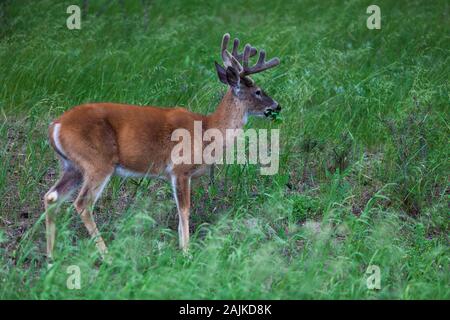 Ein weißer Schwanz Buck im Frühling mit wachsenden Geweihe in Samtbezogenen und essen Gras und Blätter in ein grünes Feld. Stockfoto