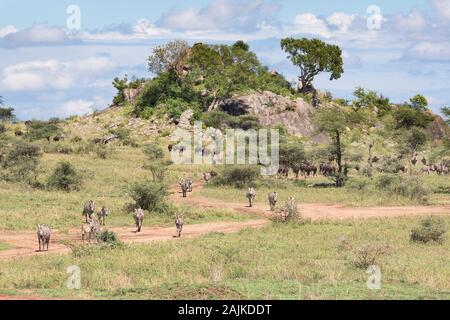 Migration von Zebras und Gnus wandern vorbei an einem KOPJE in der Serengeti Stockfoto