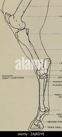 Modellierung; ein Leitfaden für Lehrer und Schüler. Internen Aspekt. Myology. Anlagen der Muskeln. Rectus femoris (Ursprung) Darmbein Knochen: (Insertion) Patella. M. vastus Internus (o) Femur: (i) Sehne der rectus femoris und Patella. Sartorius (o) fascia Iliaca abdecken Muskel: (i) byan aponeurosis Vermischung mit der griech. Büchse (O) Symphysis Pubica und Wiehert - benachbarten Regionen: (i) interne Oberfläche des Schienbeins. Semi-membranosus (o.) weniger Oberfläche ofischium, tuberosity der sitzbein und aponeurosis der Coccygeal Muskeln: (i) interne Kondylus offemur. Semi-tendinosus (o) tuberosity von ist Stockfoto