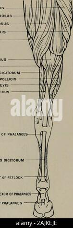 Modellierung; ein Leitfaden für Lehrer und Schüler. M. vastus LONGUS Halb-halb-ZEHN DINOSUS MEMBRANOSUS BIZEPS CRURIS aus Buchsbaumholz GASTROCNEMIUS SOLEUS FLEXOR LONGUS FLEXOR DIGITORUM LONGUS POLLICIS PERONEUS BREVIS SEHNE TIBIALIS POSTICUS von DEEP FLEXOR der PHALANGEN SEHNE von FLEXOR DIGITORUM BREVIS AUFSCHIEBENDE LIGAMENT DER FESSEL SEHNE DER OBERFLÄCHLICHEN FLEXOR von PHAUNSESTENDON von DEEP FLEXOR der PHALANGEN Abb. 46.- Hind-Leg. Hintere Kopfeinheit Aspekt. Myology.. Anlagen der Muskeln. M. vastus longus (Ursprung) sakrale Crest, der aponeurosis coccygeal Muskeln und tuberosity ofischium: (Insertion) Femur, Fascia Lata, und Stockfoto