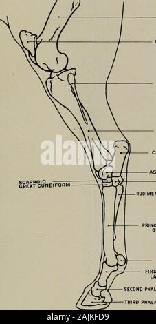 Modellierung; ein Leitfaden für Lehrer und Schüler. Abb. 44.- Hind-Leg. Externe Aspekt. Myology. Anlagen der Muskeln. Rectus femoris (Ursprung) Darmbein Knochen: (Insertion) Patella. M. vastus Externus (o) Femur: (i) Sehne der rectus femoris und Patella. M. vastus longus (o) sakrale Crest, aponeurosisenveloping coccygeal Muskeln und tuberosity der sitzbein: (i) Femur, Fascia lata und Patella. HiCEiS cruris (o) tuberosity der sitzbein: (i) aponeurosis Mischungen mit Fascia lata andaponeurosis des Beines. Semi-tendinosus (o) tuberosity der sitzbein und Wappen von Sacrum: (i) aponeurosis, die innere Oberfläche o Stockfoto