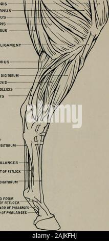 Modellierung; ein Leitfaden für Lehrer und Schüler. RECTUS FEMORIS M. vastus EXTERNUS M. vastus LONSUS BIZEPS CRURIS SEMI-TENDINOSUS EXTERNE PATELLAR LIGAMENT GASTROCNEMIUS SOLEUS EATENSOR LONGUS OICITORUM PERONEUS BREVIS FLEXOR LONGUS POLLICIS TENDO-ACHILIS SEHNE OFFLEXOR BREVIS SEHNE OFDEEP FLEXOR DIGITORUM der PHALANGEN AUFSCHIEBENDE LIGAMENT DER FESSEL SEHNE OFEXTENSOR L0 N6 UNS DI6 0 RUM VERSTÄRKUNGSMESSER 0 RCIN 6 BAND FROMSUSPEItSOBY FETLOCKTENDON LISftMENT von der oberflächlichen FLEXOR von PHftLABfiESTENDON von DEEP FLEXOR von PHAUN 6ES. Abb. 44.- Hind-Leg. Externe Aspekt. Myology. Anlagen der Muskeln. Rectus femoris (o Stockfoto