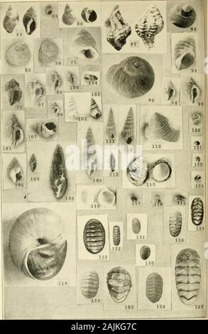 Zeitschrift für Entomologie und Zoologie. Platte II. riatt - 111 Stockfoto