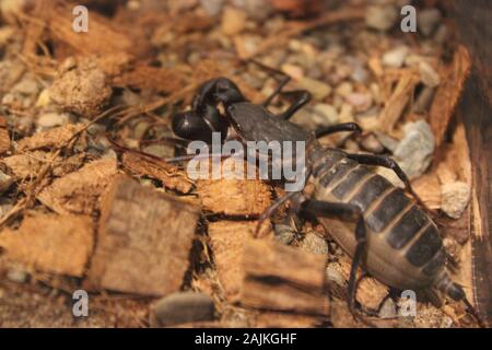 Thelyphonida, Peitschenskorpione, Essigsäuregewächse, Essigsäuregewächse. Stockfoto