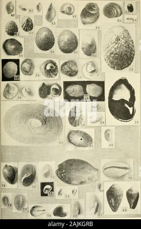 Zeitschrift für Entomologie und Zoologie. Platte I. Platte II. Stockfoto