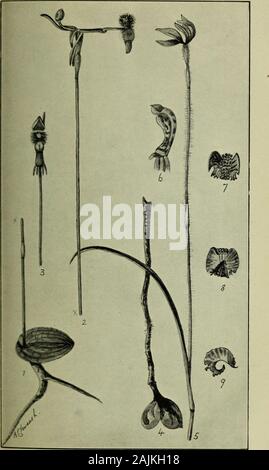 Transaktionen und Verfahren und Bericht der Philosophischen Gesellschaft von Adelaide, South Australia. F. Steward, November, 1912; KalgarPlains, J. H. Maiden, Dezember, 1909; Perth Bezirk, J. Ummantelung, Dezember, 1910, und Dr. J. B. Cleland; Mundijong, Dr. F. Stoward, August, 1913; See Chockerup, Kalamunda und Ravenswood, Rogers, September und Oktober, 1919. G. emarginata, Lindl. Western Australia: Hügel, in der Nähe von York, L. O. Sargent, 24/9/06; Muresk, Frau W.E. Cooke, 4/9/07; DarlingRanges, Dr. J. B. Cleland; Waroona, G. F. Berthoud, August, 1907; Busselton, Dr. F. Stoward, Oktober, 1914; Albany, D Stockfoto