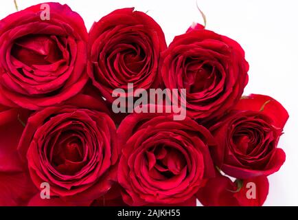 Nahaufnahme der Rosen, auf weißem Hintergrund Stockfoto
