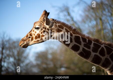 Giraffen im Zoo Kopenhagen Stockfoto