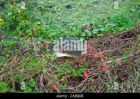 Alligatoren in Florida Stockfoto