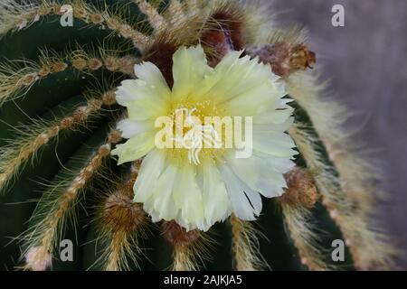 Parodia leninghausii ist eine südamerikanische Arten von Kakteen fand allgemein als Zimmerpflanze. Gemeinsamen Namen gehören Zitrone Kugel Kaktus, goldene Kugel Kaktus Stockfoto