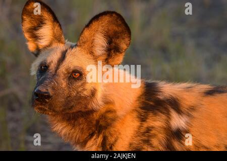 Afrikanischer Wildhund, Lycaon pictus, Bushman Plains, Okavanago Delta, Botswana. Auch bekannt als Painted Wolf. Stockfoto