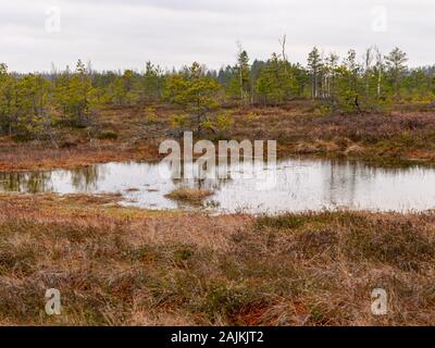 Landschaft mit roten Moose bog, kleine bog Kiefern, kleine Seen bog und Wind bewegten Wasser Stockfoto