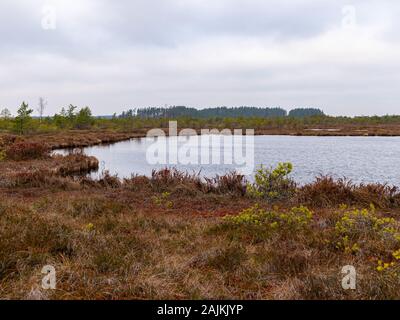 Landschaft mit roten Moose bog, kleine bog Kiefern, kleine Seen bog und Wind bewegten Wasser Stockfoto