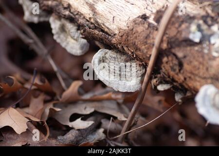 Pilz Discs wächst an gefallenen Baumstamm im Waldgebiet auf lokaler Park Stockfoto