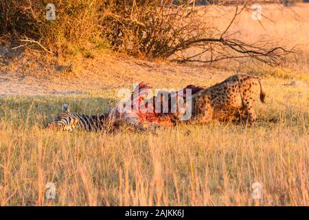 Entdeckt Hyena, Crocuta Crocuta, bei A Kill, Bushman Plains, Okavanago Delta, Botswana Stockfoto