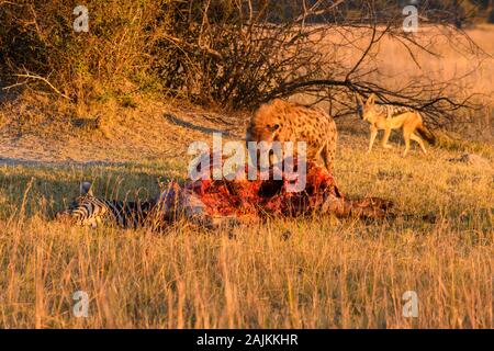 Entdeckt wurden Hyena, Crocuta Crocuta und Black-backed Jackal, Canis Mesomelas, at a Kill, Bushman Plains, Okavanago Delta, Botswana Stockfoto