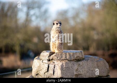 Erdmännchen im Zoo Kopenhagen Stockfoto