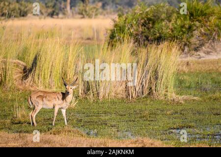 Männliches gemeines Reedbuck, Redunca arundinum, Bushman Plains, Okavanago Delta, Botswana. Auch bekannt als Southern Reedbuck oder Rietbok. Stockfoto