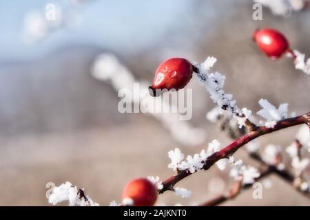 Dog Rose Strauch bedeckt mit Rime Eis (Rosa Canina) Stockfoto