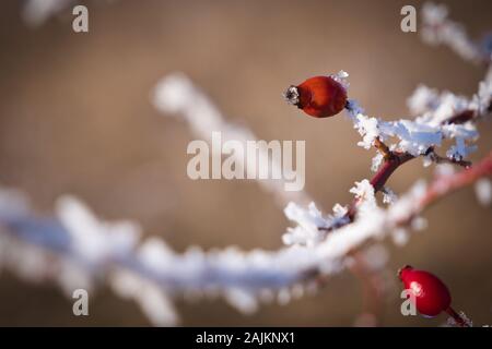 Dog Rose Strauch bedeckt mit Rime Eis (Rosa Canina) Stockfoto