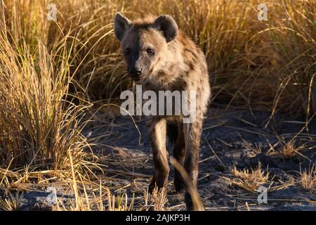 Gesichtet wurden Hyena, Crocuta Crocuta, Bushman Plains, Okavanago Delta, Botswana Stockfoto