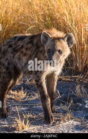 Gesichtet wurden Hyena, Crocuta Crocuta, Bushman Plains, Okavanago Delta, Botswana Stockfoto