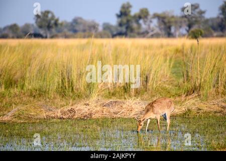 Weibliche gemeine Reedbuck, Redunca arundinum, Bushman Plains, Okavanago Delta, Botswana. Auch bekannt als Southern Reedbuck oder Rietbok. Stockfoto