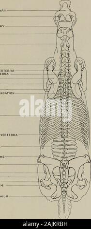 Modellierung; ein Leitfaden für Lehrer und Schüler. LONGISSItVlUS DORSI SERRATUS POSTERIOR EXTERNE OBLIQUE gluteus medius - GLUTEUS MW &Lt;, IMUS M. vastus LANGE UNS SEMI-TENDINOSUS SEMIMEMBRANOSUS SUPERIOR SACRO COCCYGEALLATERAL SACRO COCCYGEAL Abb. 29.- Stamm. Superior Aspekt. Myology. Modellierung 43 SUPERIOR MAXILLARYCORONOID PROZESS MINDERWERTIG MAXILLARIS ATLAS-ACHSE - HUM ERU-SIEBTEN HALSWIRBEL - ERSTE DORSALEN VERTEBRASCAPULA HUMERUS - ULNA KNORPEL VON VERLÄNGERUNG RIPPEN - 18 BRUSTWIRBEL LUMBALEN VERTEBR/t A. ILIACA SPINEILIUM - SACRUM - FEMUR - tolle TROCHANTERCOCCYGEAL VERTEBR/t TUBEROSITY Stockfoto