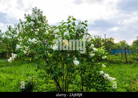 Frühling außerhalb der Stadt. Village Garden in den frühen Morgen. Ein Sonnenstrahl bricht durch das frische Laub eines Fliederbusch. Stockfoto