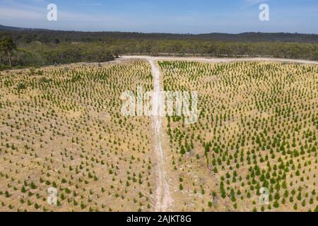 Eine Luftaufnahme von a Christmas Pine Tree Farm in den Bergen von South Australia Stockfoto