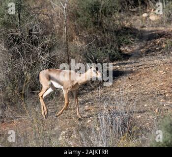 Ein männlicher Berg Gazelle Gazelle in Valley National Park, Jerusalem, Israel Stockfoto