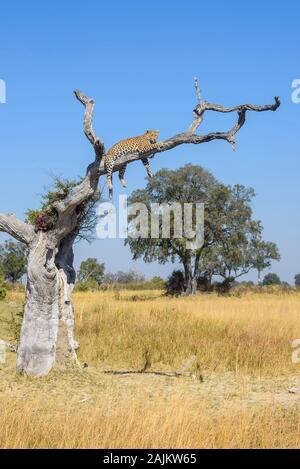 Weiblicher Leopard, Panthera pardus, der in einem Baum ruht, Bushman Plains, Okavanago Delta, Botswana Stockfoto