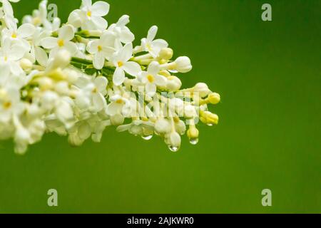 Frühling. Lila Blumen nach dem Regen. Tropfen Wasser fließt aus weißen Blumen. Close Up. Auf einem grünen Hintergrund. Stockfoto