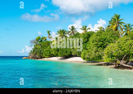 Insel Cayo Levantado, Samana, Dominikanische Republik. Idyllische Palmen und Strand Landschaft. Stockfoto