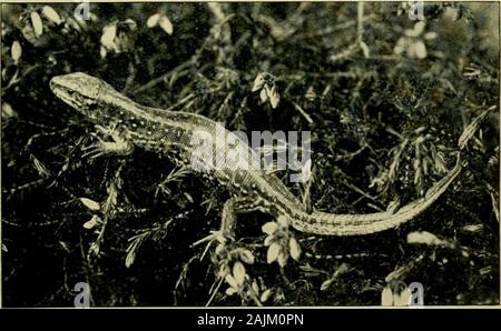 Die Geschichte der britischen Eidechsen: und ihre lokalen Verteilung in der Britischen Inseln. SAND LIZARD (weiblich). Faci 71 g/&gt;. 56. Die ZAUNEIDECHSE, LACERTA AGILIS 57 es nie existiert, auf die Autorität der mehr oder lessincompetent Naturforscher. Also Herr Forrest war ledto gehören die Arten in den Wirbeltierfauna ofShropshire, nicht aus seiner eigenen Beobachtung, sondern auf theauthority von anderen, die behaupten sie es aber gesehen hatten. Nach diesem ansonsten hervorragenden Buch veröffentlicht wurde, Mr. Forrest, seine Zweifel in aufgeworfen, Theaccuracy dieser Beobachtungen, Gespräche mit G. A. Boulenger auf die Materie, und in einem Stockfoto