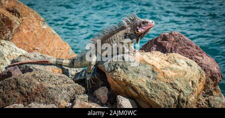 Erwachsenen männlichen Leguan auf einem Felsen im Hafen von Charlotte Amalie, St. Thomas. Stockfoto