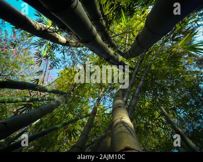 Nach oben geschossen von Bamboo Grove mit einzelnen Bäumen wachsen in blauer Himmel mit Labyrinth der Blätter im Hintergrund. Schönen, grünen Natur Schuß an sonnigen Dayl Stockfoto