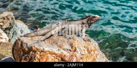 Weibliche Leguane auf einem Felsen, der die Sonne genießt. Stockfoto