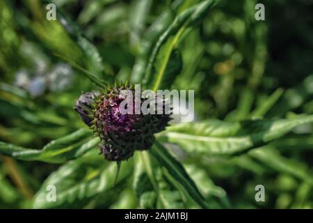 Ein Bild von einem wilden Scottish Thistle. Lila Blume unterstützt und von einem grünen, gezackte, runde Lampe geschützt. Grüne Blätter und Stängel. Stockfoto