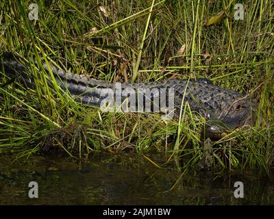 Schwarze amerikanische Alligator Ausruhen und Sonnenbaden an grasigen Ufer in Florida warten auf Beute. Reflexionen von Gras in Wasser. Sonnigen Nachmittag. Stockfoto