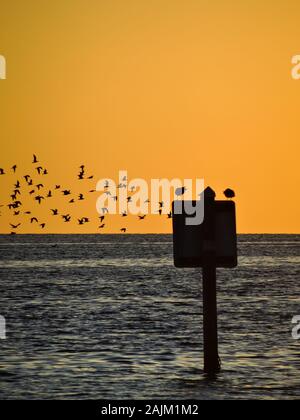 Schwarm Vögel fliegen durch einige ruhende Möwen am Florida Strand bei Sonnenuntergang. Silhouetten der Vögel über große Körper von Wasser und vor dem schönen Stockfoto