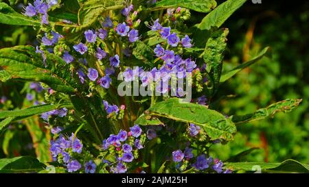 Echium vulgare, Viper's Bugloss blaue Blumen in der Sonne Stockfoto