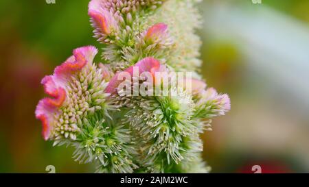 Celosia, Bombay pink, Cockscomb Stockfoto