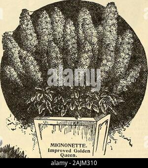 Maule same Katalog: 1896. Neue VERZWEIGUNGEN WHITE^ ASTER. H&9 eine Vielzahl von Aster in Pe-Lügner und sehr wertvollen Charakter-Eigenschaften. Die Anlage ist ein stark wachsen - er und seine Tendenz zu nu-merous Zweige Form ist sehr ausgeprägt. ^ Die Anlage später gjin die Saison als jede andere vari-itety, mit denen wir vertraut sind, * und Blüten entsprechend spät", so dass die Ernte der Blumen in 9 späten Herbst, eine Jahreszeit, wenn es mis immer eine Knappheit von Blüte zu wachsen. Die oflowers sind getragen, sehr lange 3 ergibt und reine sind weiß, "vier Zoll und mehr im Durchmesser, jjThe Blütenblätter sind breite, lo Stockfoto