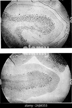Den Ursprung und die Natur der Emotionen; verschiedene Papiere. e Motor Mechanismus und itsaccessories. Tiere, die haben keine natürliche Waffen forattack Erfahrung weder Angst, noch Zorn, während die animalswhich Waffen für den Angriff Wut principallyby Bestromen der nuiscles in Angriff genommen haben. Obwohl ashas bereits gesagt wurde, die Effizienz der Hände von manhas weitgehend die Nutzung der Zähne ersetzt, er noch showshis Zähne in Wut und so Gies suppoi-f an die Theorie tliat thisemotion ist von entfernten Vorfahren Herkunft und beweist das greatpersistence von]) hylogenetic Association. Auf dieser Stockfoto
