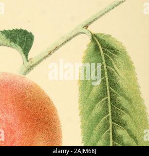 Die Früchte von Amerika: mit farbenprächtigen Figuren, und vollständige Beschreibung aller die erlesensten Sorten, die in den Vereinigten Staaten angebaut. Stockfoto