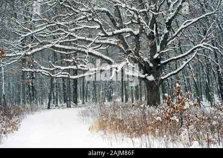 Eine ausgereifte Ahorn an der Seite einen Waldweg im Winter. Stockfoto